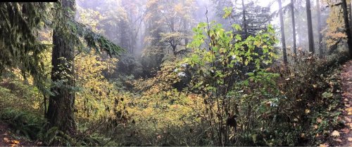 A misty forest scene with vibrant autumn foliage and lush greenery, creating a serene, tranquil atmosphere.