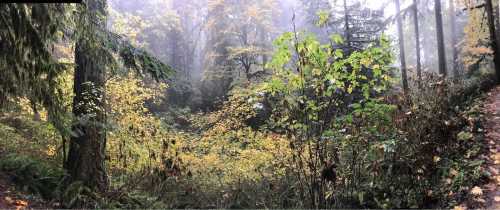 A misty forest scene with vibrant autumn foliage and lush greenery, creating a serene, tranquil atmosphere.