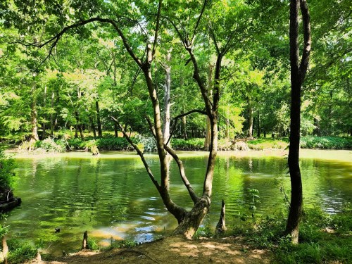 A serene river scene surrounded by lush green trees and foliage, reflecting the vibrant colors of nature.