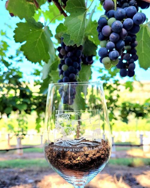 A wine glass filled with soil sits among grapevines, showcasing ripe grapes hanging above.