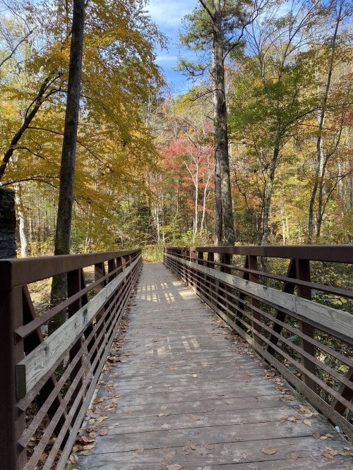 A wooden bridge leads through a colorful forest with autumn leaves and tall trees under a clear blue sky.