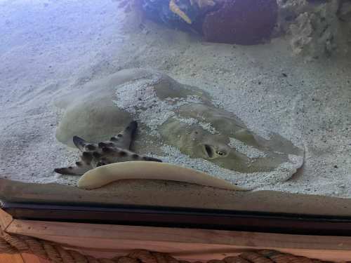 A flat, camouflaged stingray resting on the sandy bottom of an aquarium, partially hidden among the substrate.