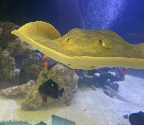A close-up of a stingray gliding through water, with colorful rocks and fish in the background.
