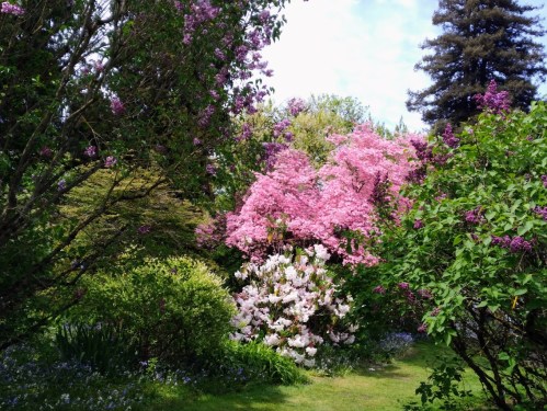 A vibrant garden filled with blooming pink and white flowers, surrounded by lush green foliage and trees.