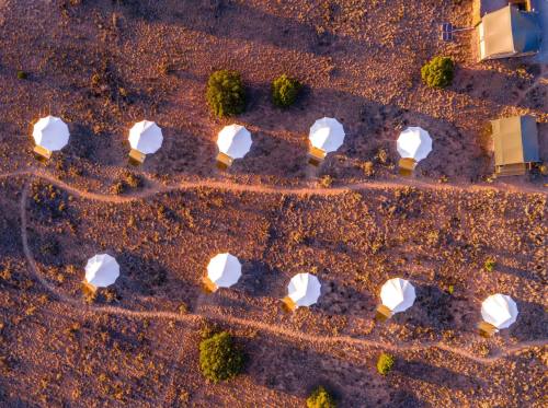 Aerial view of white tents arranged in a desert landscape, surrounded by sparse vegetation and a few trees.