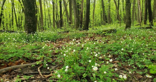 A lush forest scene with green trees and a carpet of white flowers covering the ground.