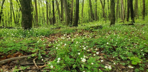 A lush forest floor covered with white flowers and green foliage, surrounded by tall trees and vibrant greenery.