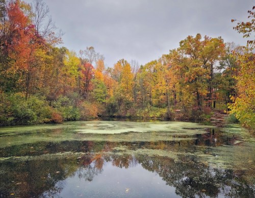 A serene pond surrounded by vibrant autumn foliage reflecting on the water's surface under a cloudy sky.