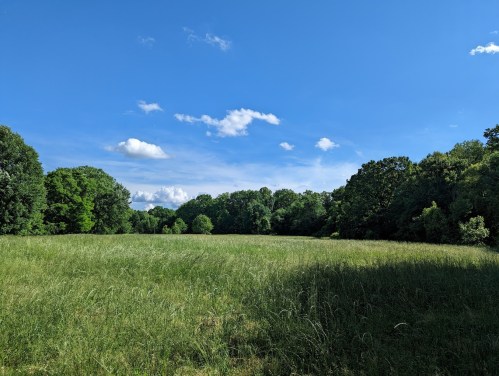 A wide grassy field under a blue sky with scattered clouds, surrounded by lush green trees.