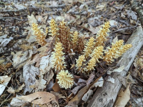 A cluster of yellowish-brown plants emerging from a bed of dry leaves and twigs on the forest floor.