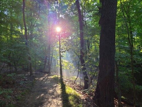 Sunlight filters through trees in a lush forest, casting beams of light on a winding dirt path.