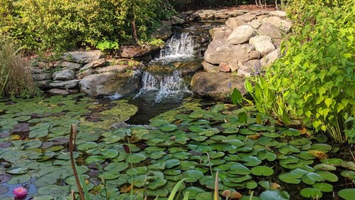 A serene pond with lily pads and a small waterfall surrounded by lush greenery.
