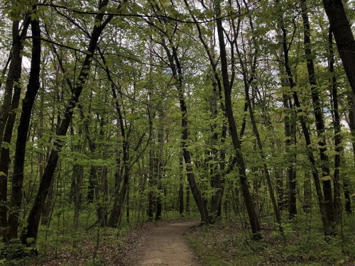 A serene forest path surrounded by lush green trees under a cloudy sky.