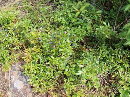 Lush green foliage with small blue and red flowers growing among grass and stones.