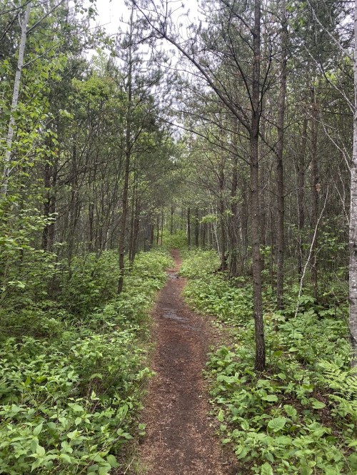 A narrow dirt path winds through a lush green forest with tall trees and dense undergrowth.