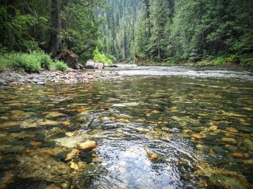 A serene river flows through a lush forest, with clear water revealing colorful stones beneath the surface.