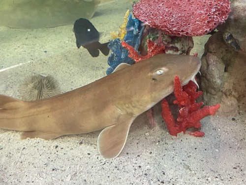 A brown shark resting near colorful coral in a sandy aquarium environment.