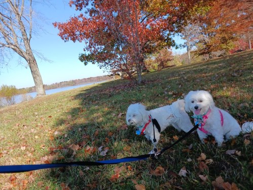 Two small dogs on leashes in a park with colorful autumn leaves and a lake in the background.
