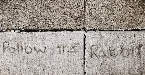 Graffiti on a concrete wall reads "Follow the Rabbit" in a casual, handwritten style.