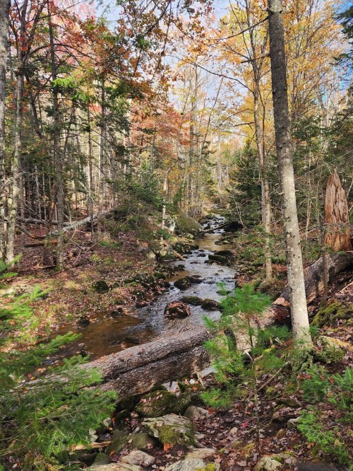 A serene forest scene with a winding stream, surrounded by autumn foliage and fallen logs.