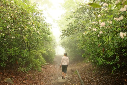 A person walks along a misty path surrounded by lush greenery and blooming flowers.