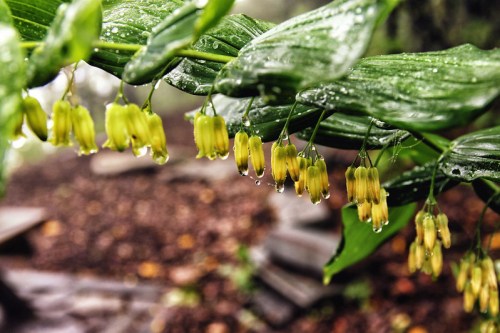 Close-up of yellow flowers hanging from green leaves, glistening with raindrops in a lush, blurred background.