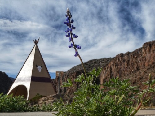 A purple flower in the foreground with a teepee and rocky landscape under a cloudy sky in the background.