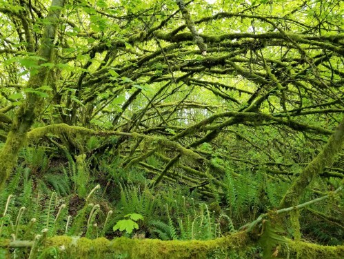 Lush green forest with tangled branches and ferns, creating a dense, vibrant natural scene.