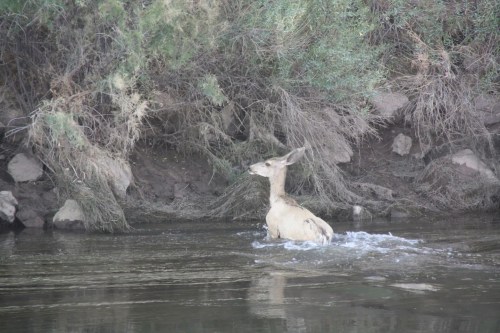 A deer wades through shallow water, surrounded by lush greenery and rocky banks.