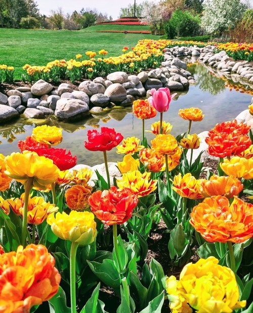 A vibrant garden with colorful tulips in shades of red, orange, and yellow, beside a serene pond and rocky border.