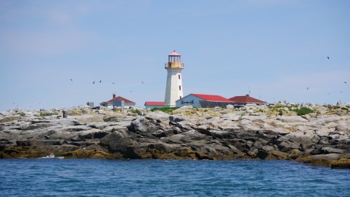 A lighthouse stands on a rocky shore, surrounded by water and a clear blue sky, with birds flying overhead.