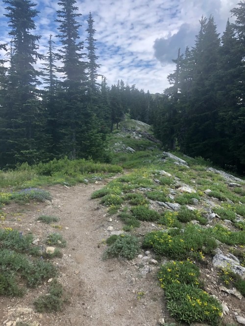 A rocky trail winds through a lush green landscape, surrounded by tall pine trees under a cloudy sky.
