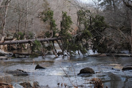 A fallen tree spans a rocky river, surrounded by bare trees and a tranquil, flowing water scene.