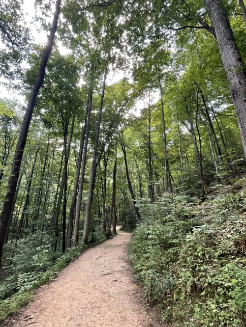 A winding dirt path through a lush green forest with tall trees on either side.