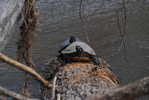 Two turtles basking on a log in a calm body of water, surrounded by branches and natural scenery.