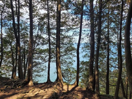 A serene forest scene with tall trees overlooking a calm body of water in the distance.