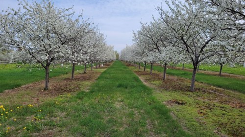 A serene pathway lined with blooming cherry trees, surrounded by lush green grass and a clear sky.