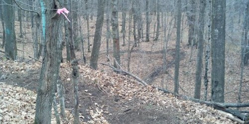 A wooded area with bare trees and fallen leaves, featuring a marked tree with a pink ribbon.