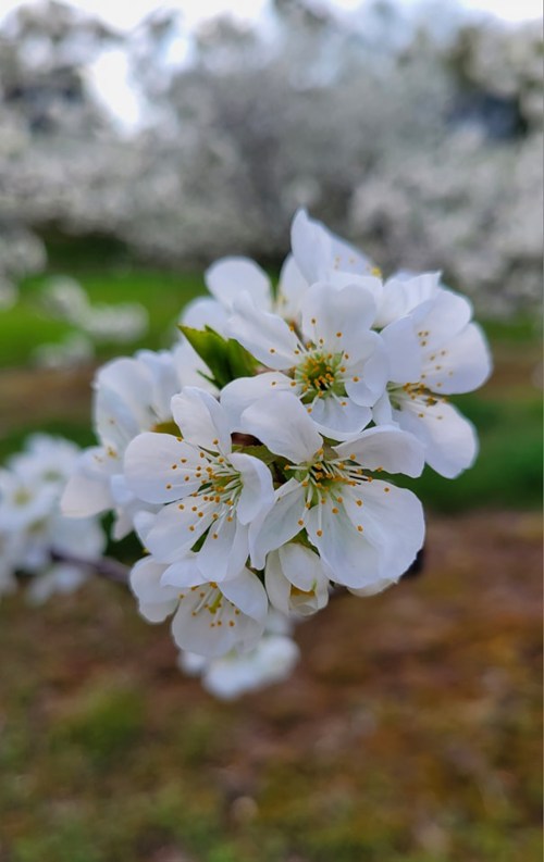 Close-up of delicate white cherry blossoms with green leaves, set against a blurred background of more blossoms.