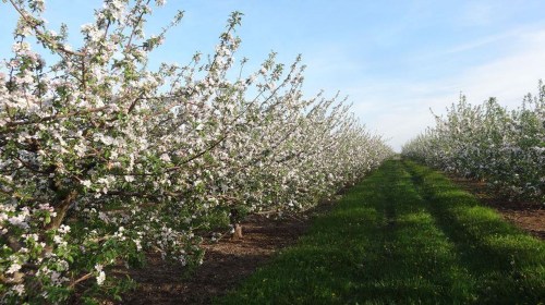A blooming apple orchard with rows of flowering trees and a grassy path under a clear blue sky.