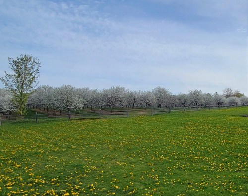 A lush green field dotted with yellow flowers, bordered by blooming white trees under a blue sky.