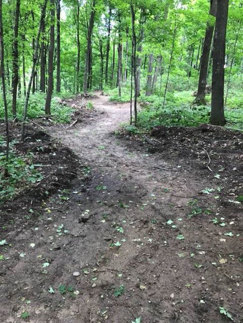 A dirt path winding through a lush green forest with trees and scattered leaves.