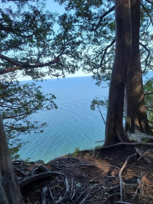 A serene view of the ocean framed by trees and roots, with clear blue water and a bright sky in the background.