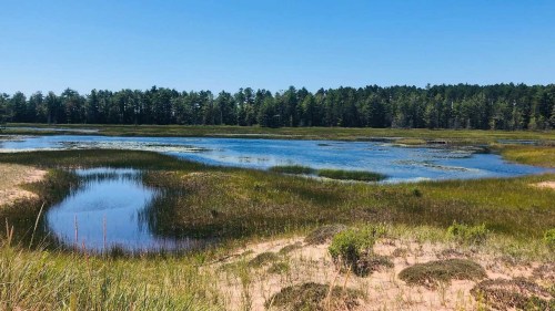 A serene wetland scene with a calm blue pond surrounded by lush green grasses and trees under a clear blue sky.