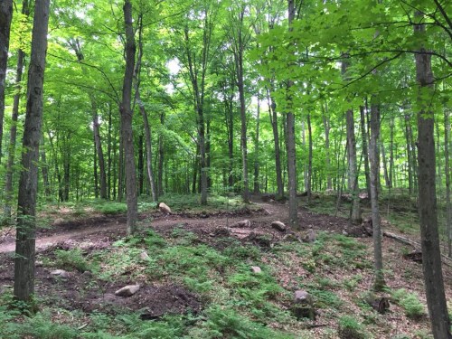 Lush green forest with tall trees, rocky terrain, and a winding path through the underbrush.