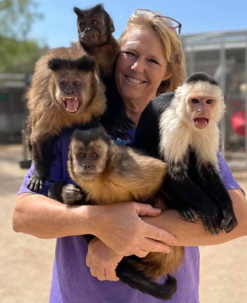 A woman smiles while holding four playful monkeys in a sunny outdoor setting.