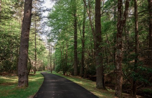 A serene, tree-lined path winding through a lush green forest on a sunny day.
