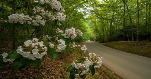 A peaceful road lined with lush green trees and blooming white flowers on the side.