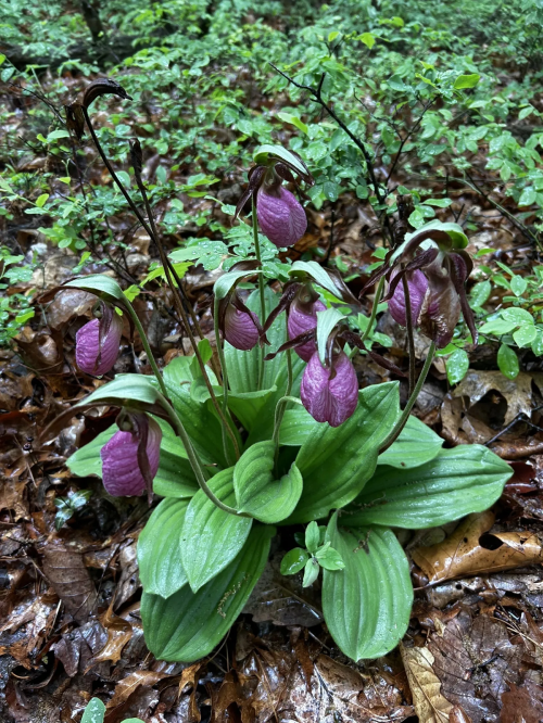 A cluster of pink lady's slipper orchids surrounded by green leaves and forest floor debris.