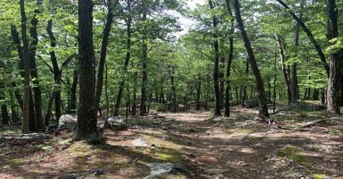 A winding dirt path through a lush green forest, surrounded by trees and rocky terrain.